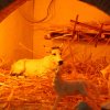 presepe_2014 7
